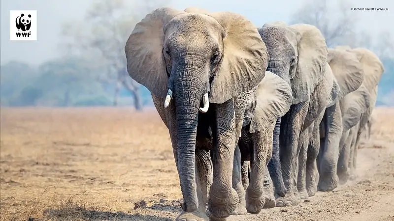 Elefant als Hintergrundbild für Videokonferenzen, © by Richard Barrett / WWF-UK Elefant als Hintergrundbild für Videokonferenzen, © by Richard Barrett / WWF-UK