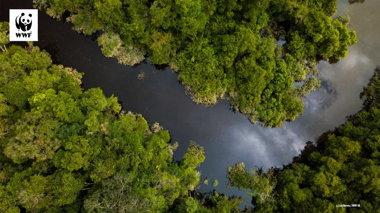 Amazonas-Regenwald als WWF-Hintergrundbild für Videokonferenzen, © by Luis Barreto / WWF-UK