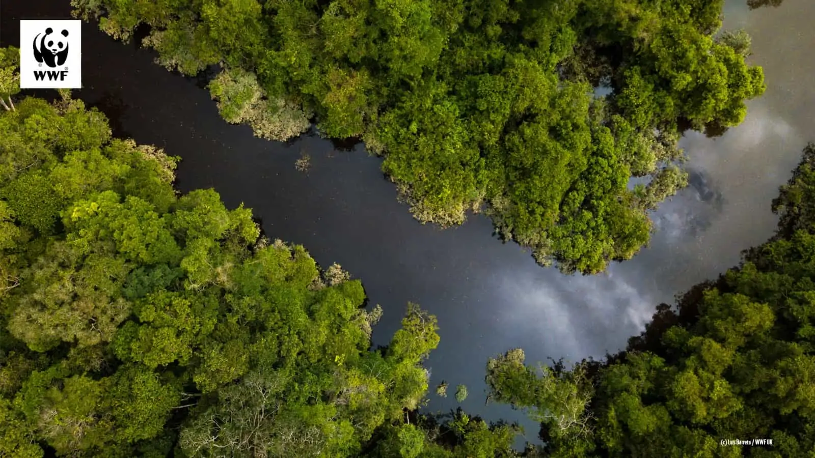 Amazonas-Regenwald als WWF-Hintergrundbild für Videokonferenzen, © by Luis Barreto / WWF-UK Amazonas-Regenwald als WWF-Hintergrundbild für Videokonferenzen, © by Luis Barreto / WWF-UK