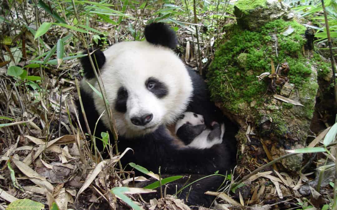 WWF-Erfolg: Chinesische Pandas können wieder wandern