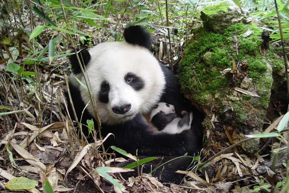 Ein Großer Panda im Gebüsch hält ein Baby im Arm und schaut hinter dem GEbüsch hervor.