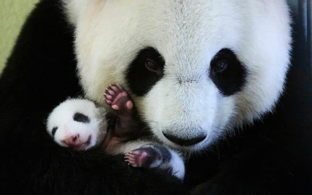 Fotostrecke: 10 außergewöhnliche Mütter aus dem Tierreich