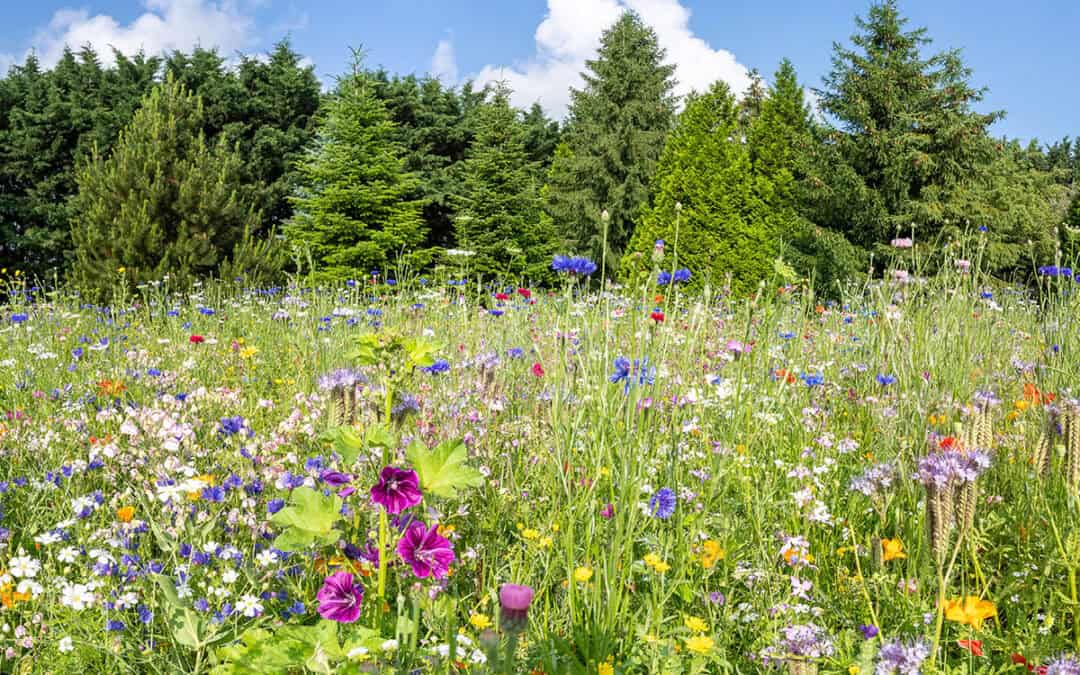 Wildbienen schützen