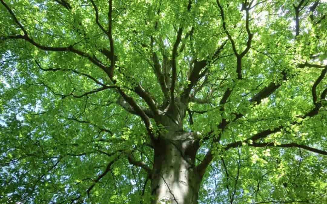 8 Fakten zum Wald in Österreich