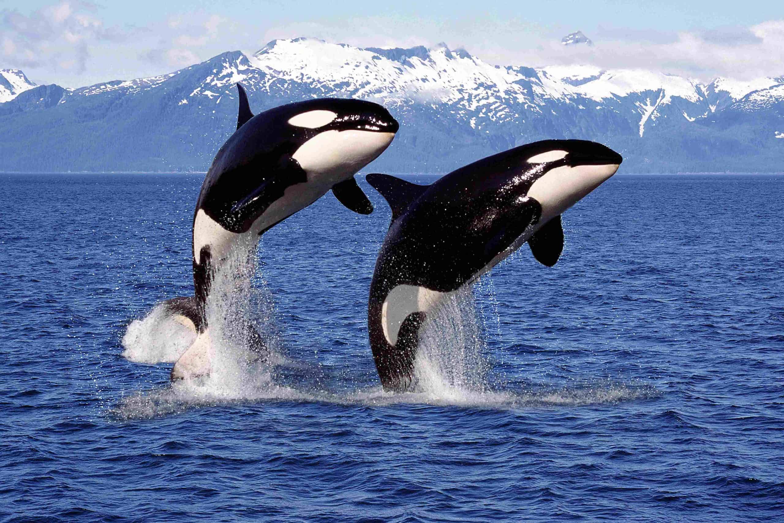 Zwei Orcas im Sprung