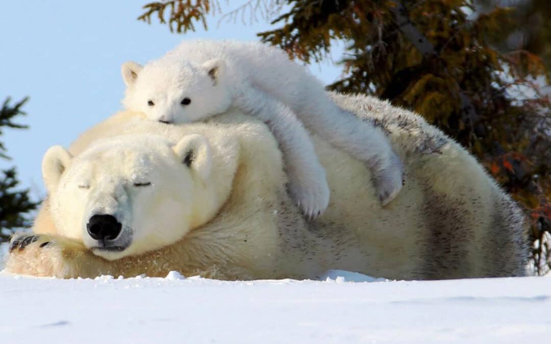 Hier ist Ihre Eisbären-Urkunde!