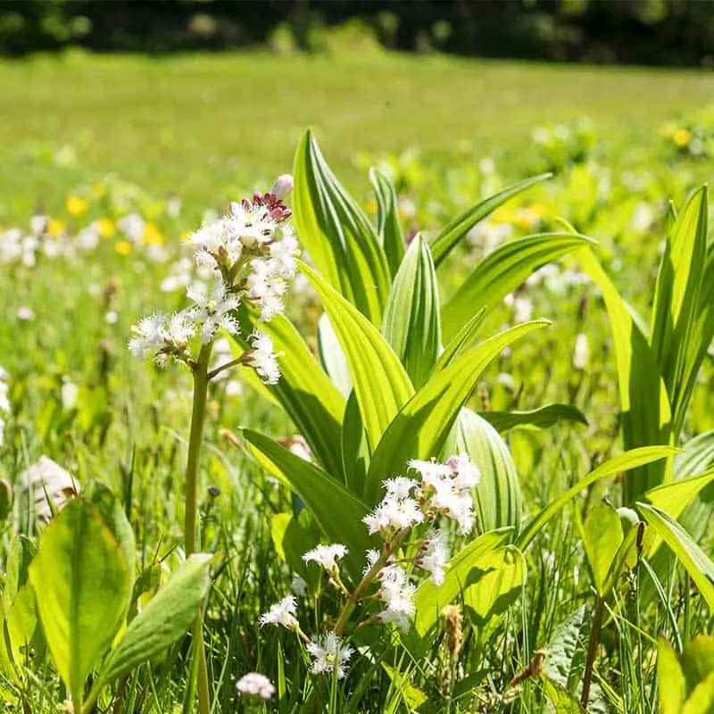 Fieberklee in Wiese (c) Madeleine / AdobeStock