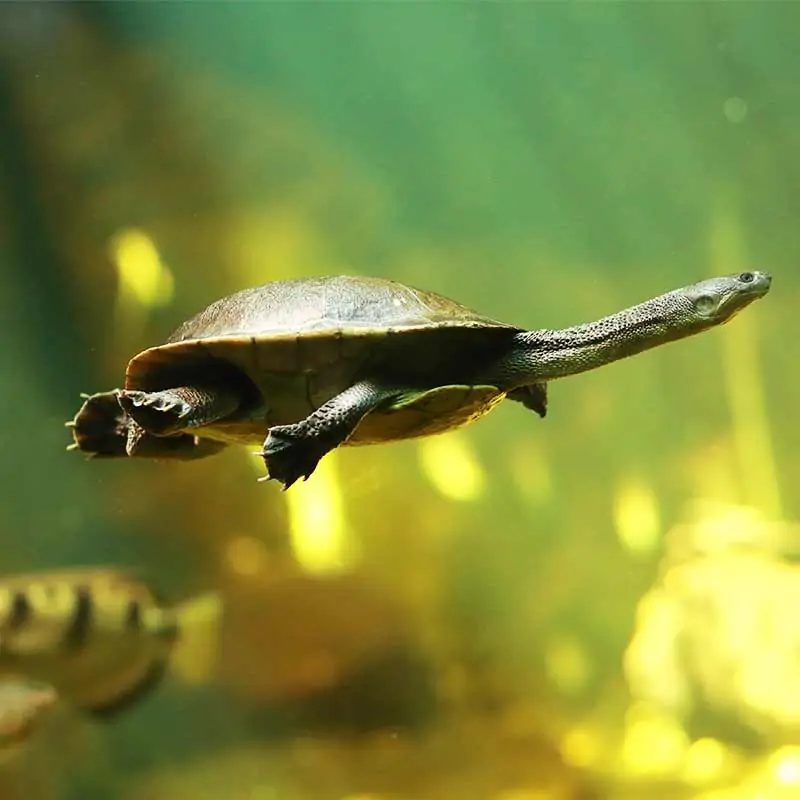 McCords Schlangenhalsschildkröte schwebend im Wasser (c) AdobeStock