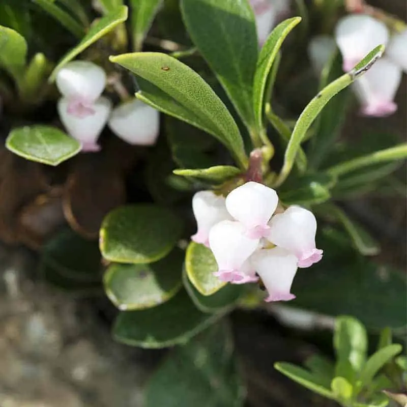 Echte Baerentraube Blüte (c) AdobeStock