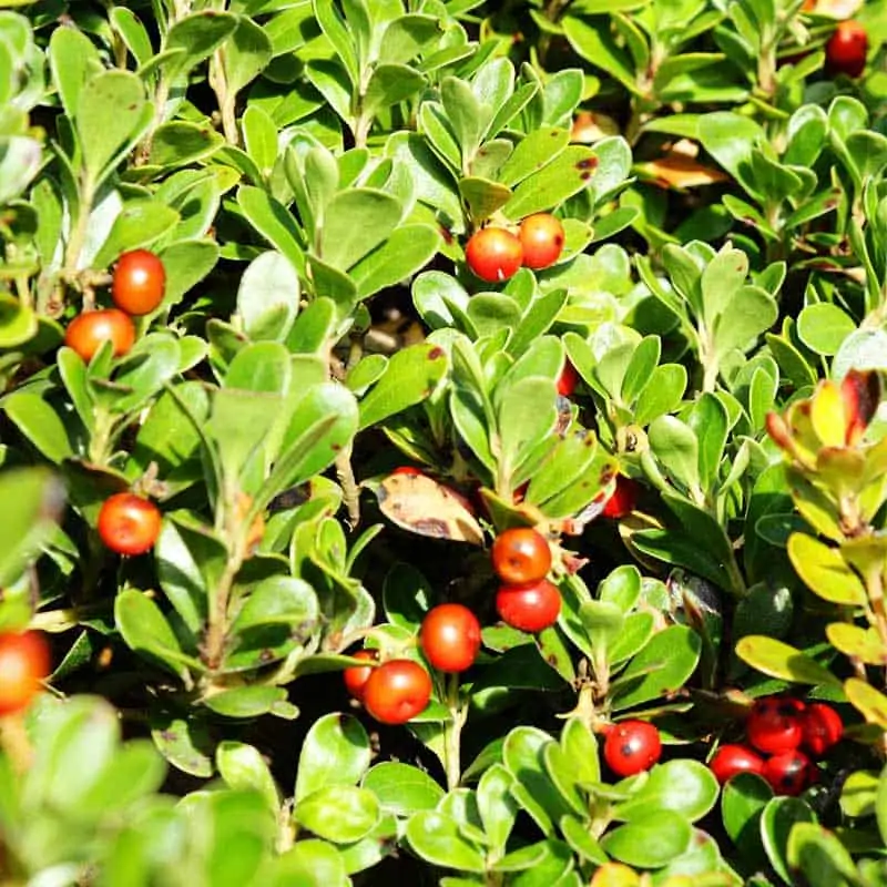 Echte Baerentraube Menge (c) AdobeStock