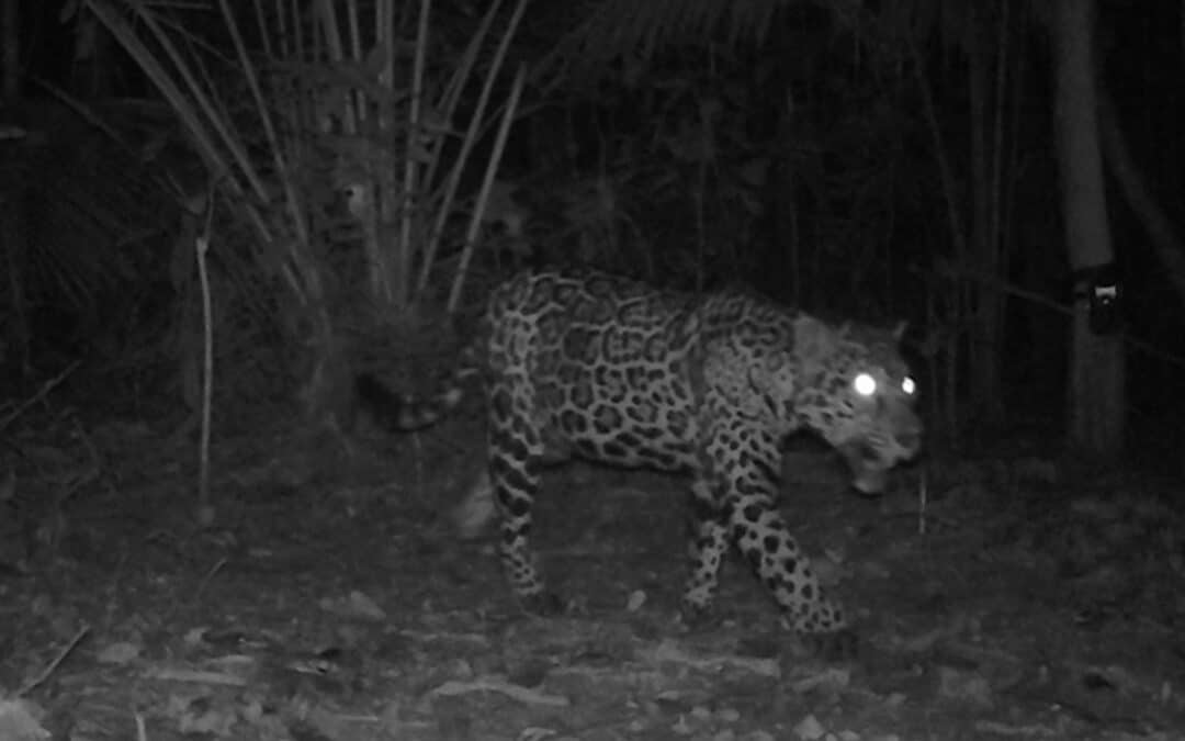 Jaguar vor der Kamera!
