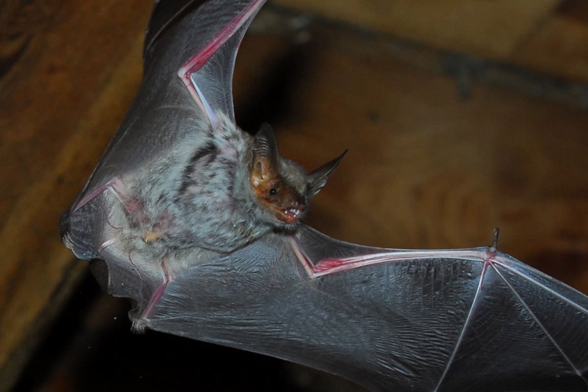 Das Große Mausohr ist Österreichs größte Fledermaus © A.Vorauer / WWF