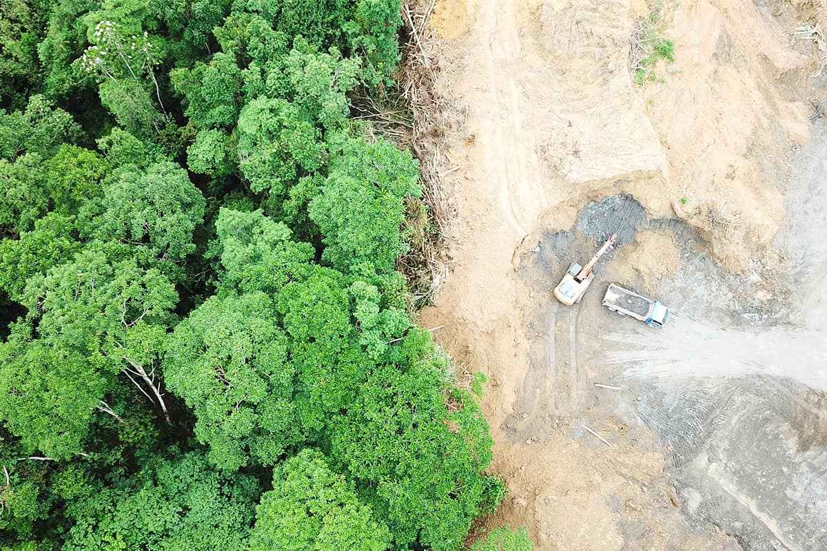 Deforestation Regenwald bei Borneo