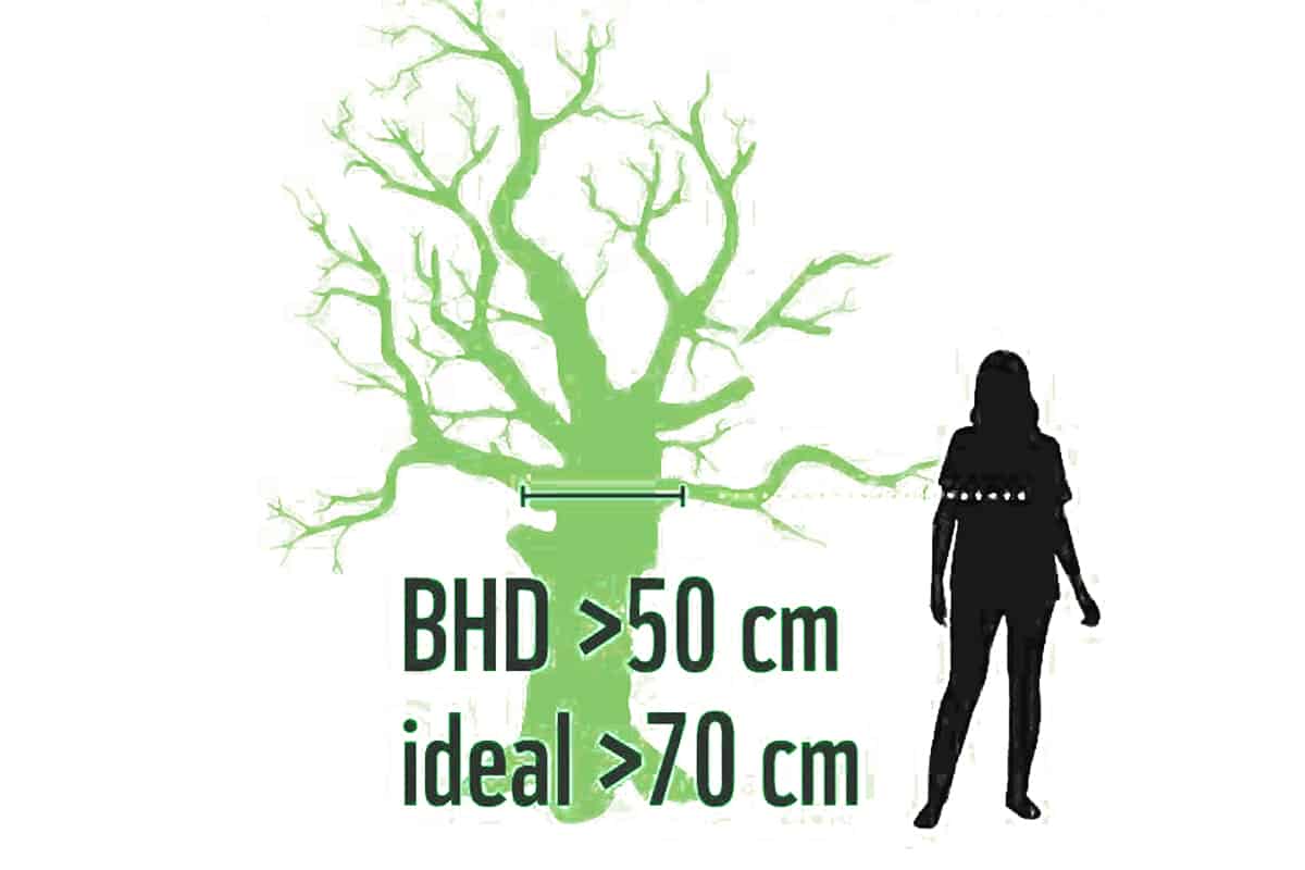 Biotopbaum Grafik (c)WWF Österreich Biotopbaum Grafik