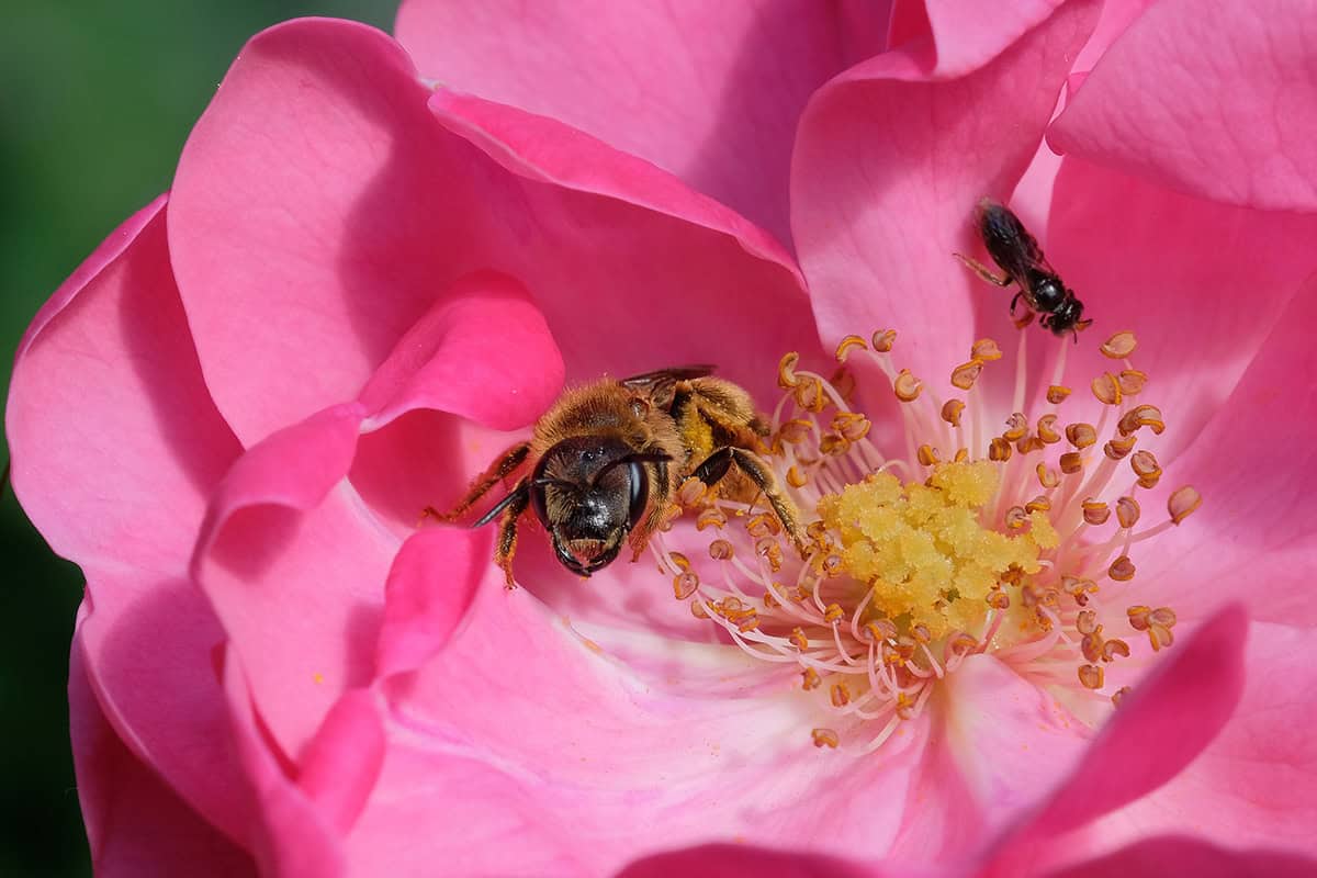 Die Vielfalt der Wildbienen (c) Makrowilli Die Vielfalt der Wildbienen
