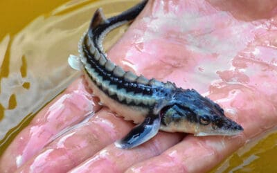 Rettungsaktion: WWF lässt 25.000 junge Störe in der Unteren Donau frei