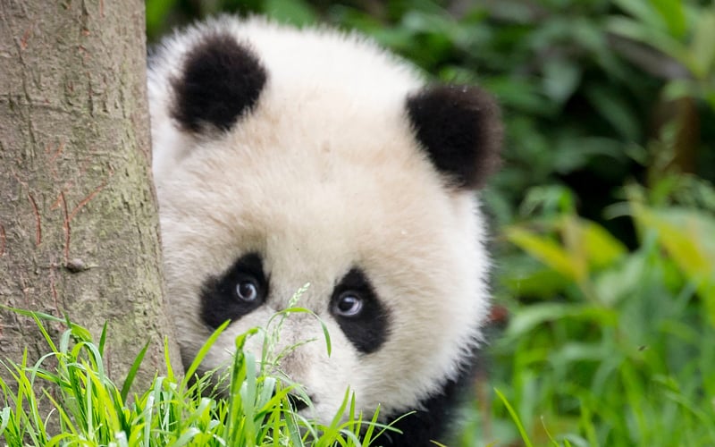 Großer Panda versteckt hinter einem Baum