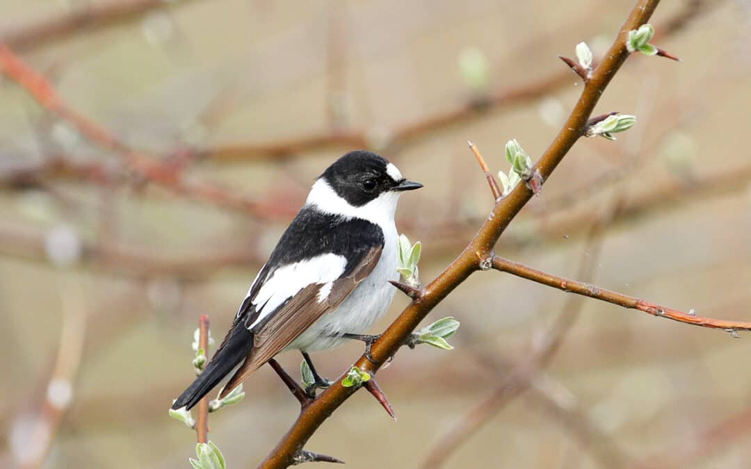 Halsbandschnäpper (Ficedula albicollis) Gesang