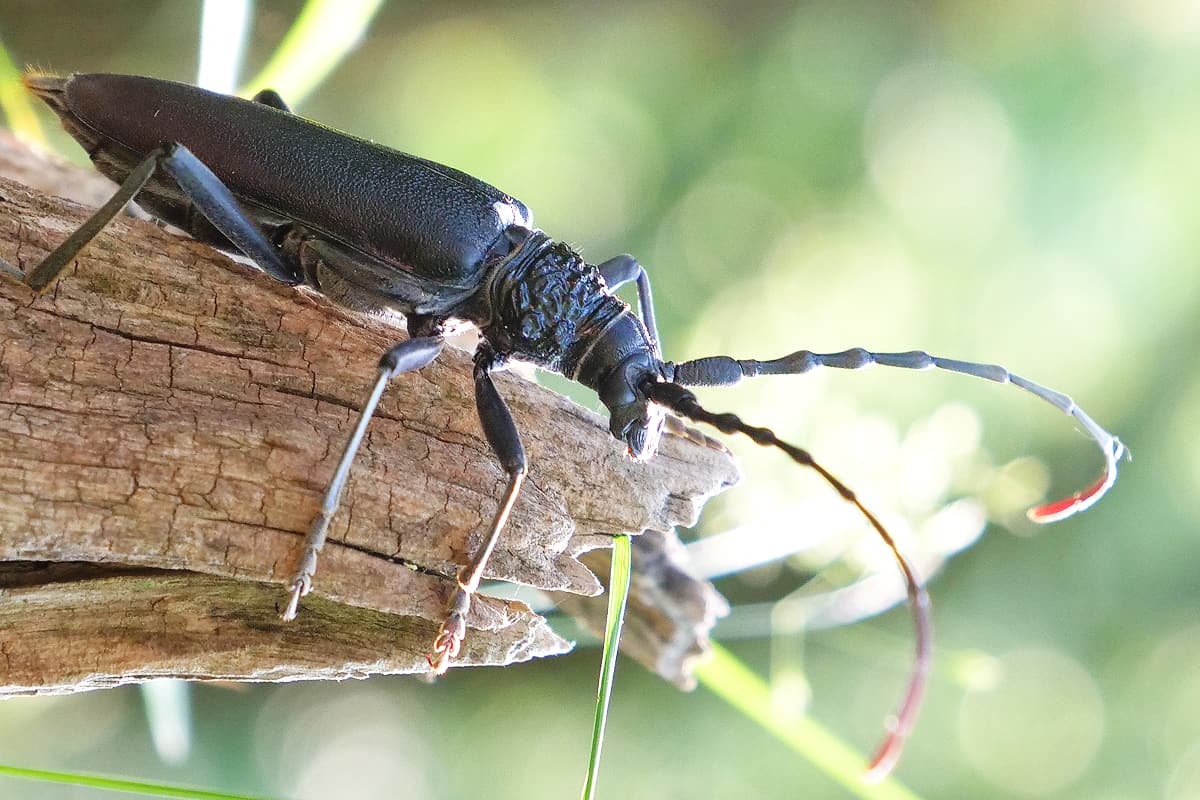 Heldbock im Wald (c)WaltherGastinger_WWF Heldbock