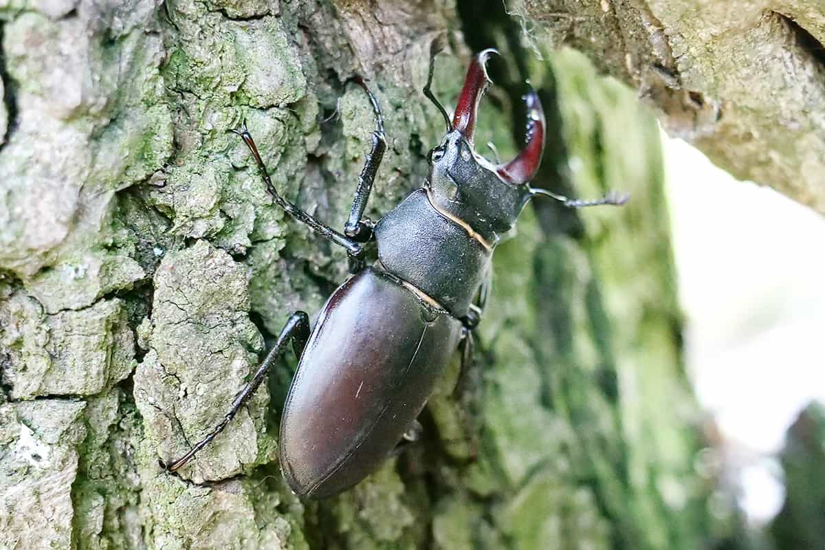 Hirschkäfer im Wald (c)WWF_Walther Gastinger Hirschkäfer