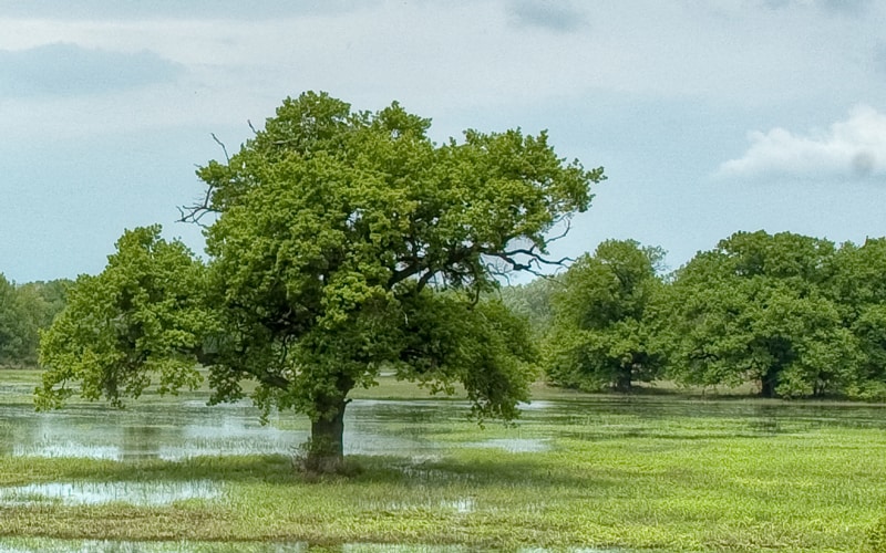 Landschaft March-Thaya-Auen