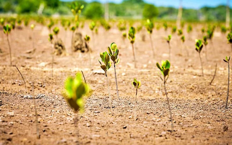 wwf-tierschutz-mangrovenplantagestkueste von Madagaskar