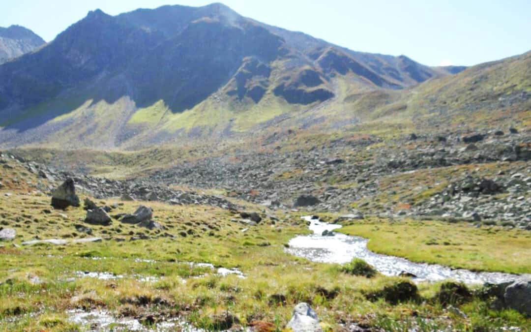 Trockenheit in Österreich: WWF fordert Schutz des Platzertal-Moors als wichtigen Wasserspeicher