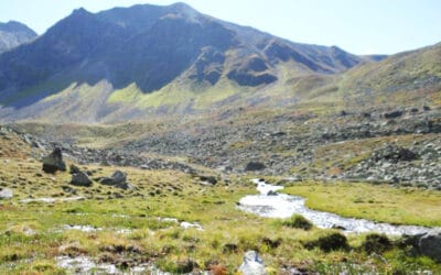 Trockenheit in Österreich: WWF fordert Schutz des Platzertal-Moors als wichtigen Wasserspeicher