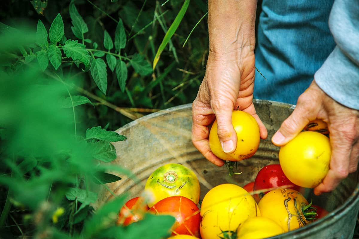 Nachhaltige Ernährung