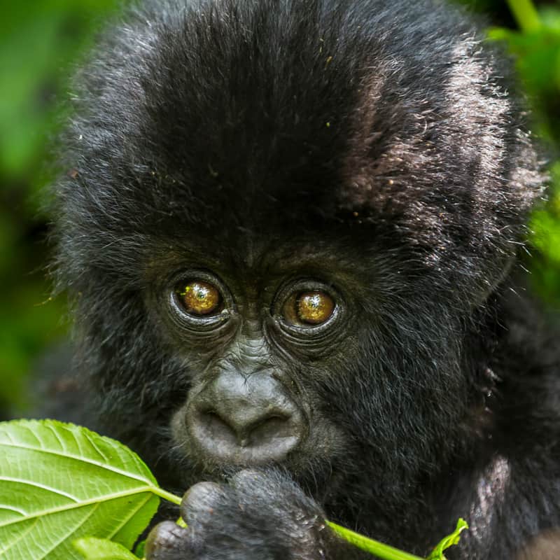 Nahaufnahme eines Berggorilla Junges im Virunga Nationalpark