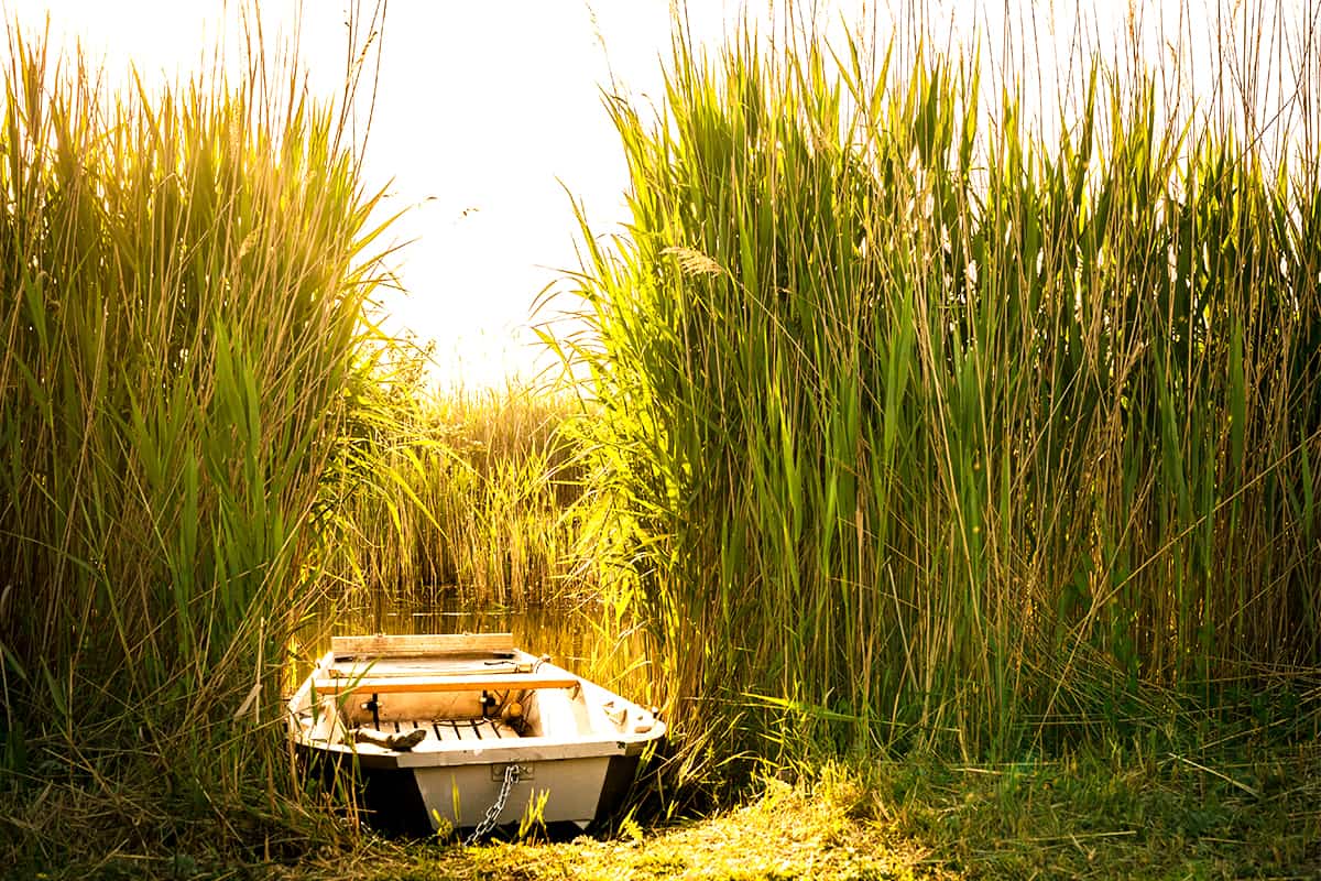 Boot im Schilf am Neusiedlersee Boot