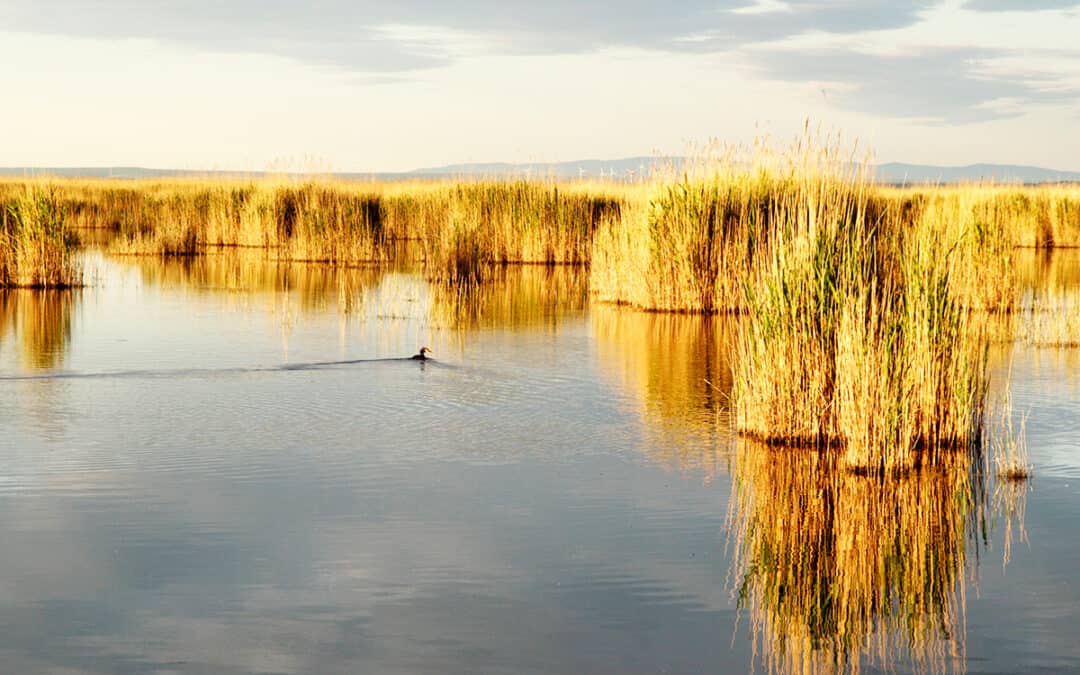 WWF-Bericht: Ökonomischer Wert von Süßwasser beträgt 58 Billionen US-Dollar