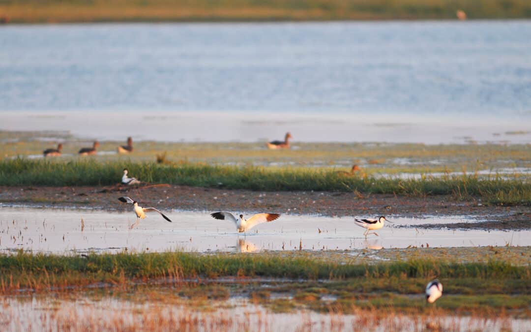 Good News: Nationalpark Neusiedler See – Seewinkel wird erweitert