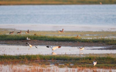 WWF begrüßt Erweiterung des Nationalparks Neusiedler See – Seewinkel