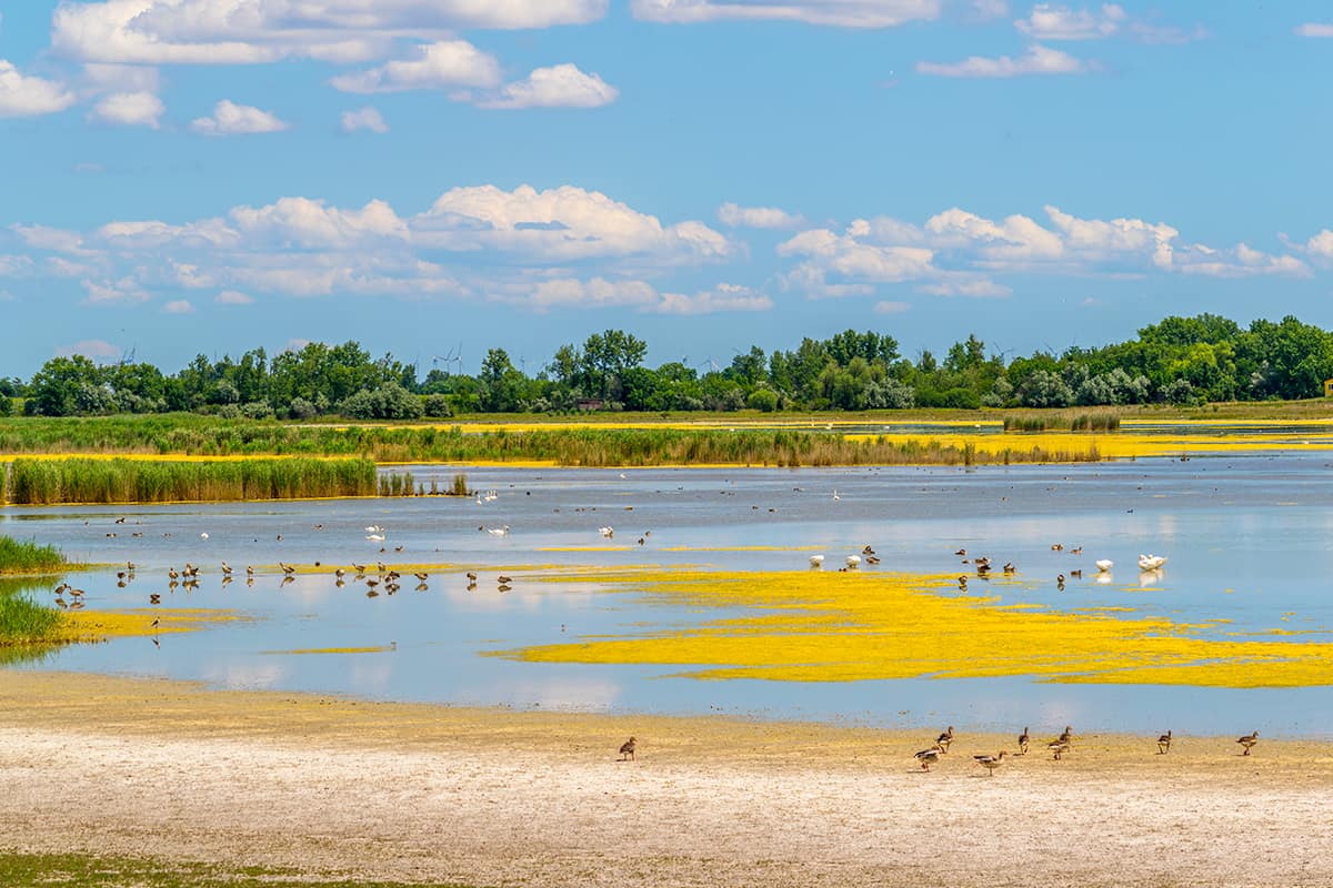 Neusiedlersee