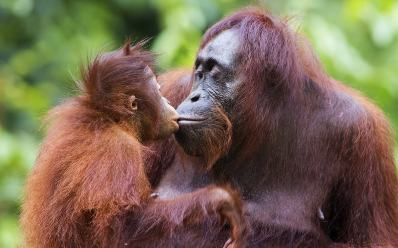 Orang-Utan-Mutter und Baby küssen sich