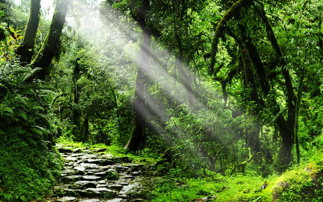 Wald weltweit