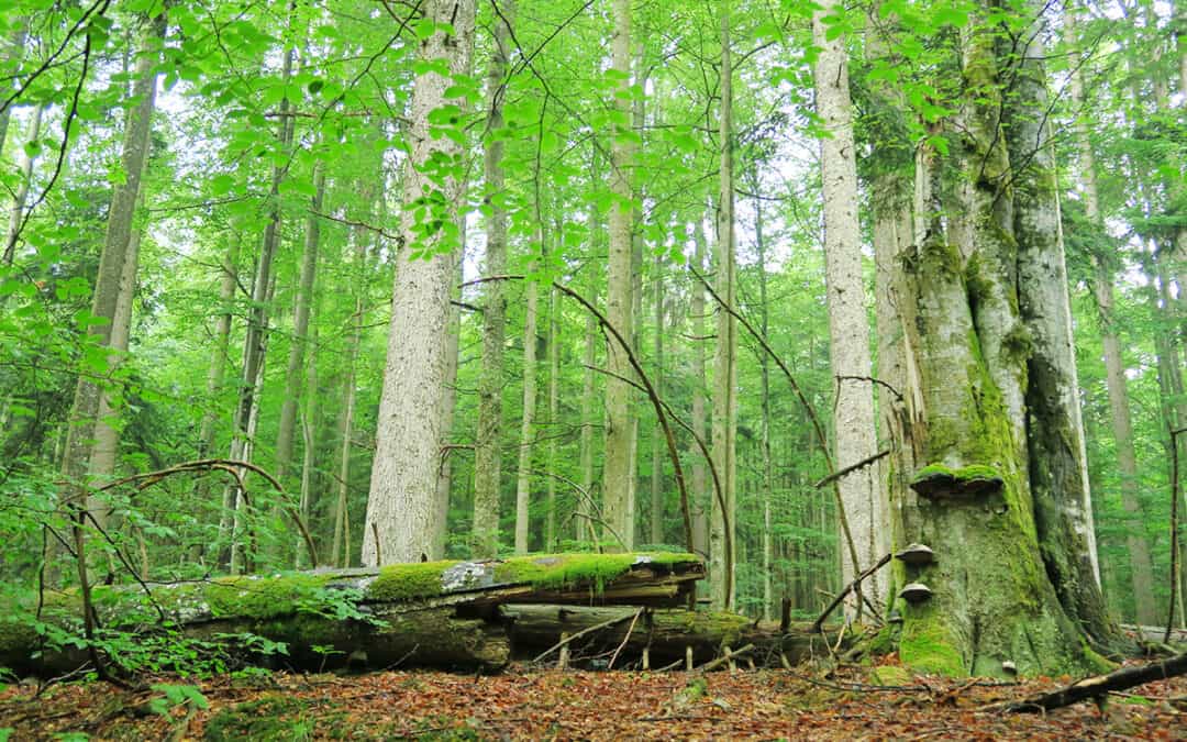 Modellprojekt Alt- und Totholzverbundsysteme im Leithagebirge