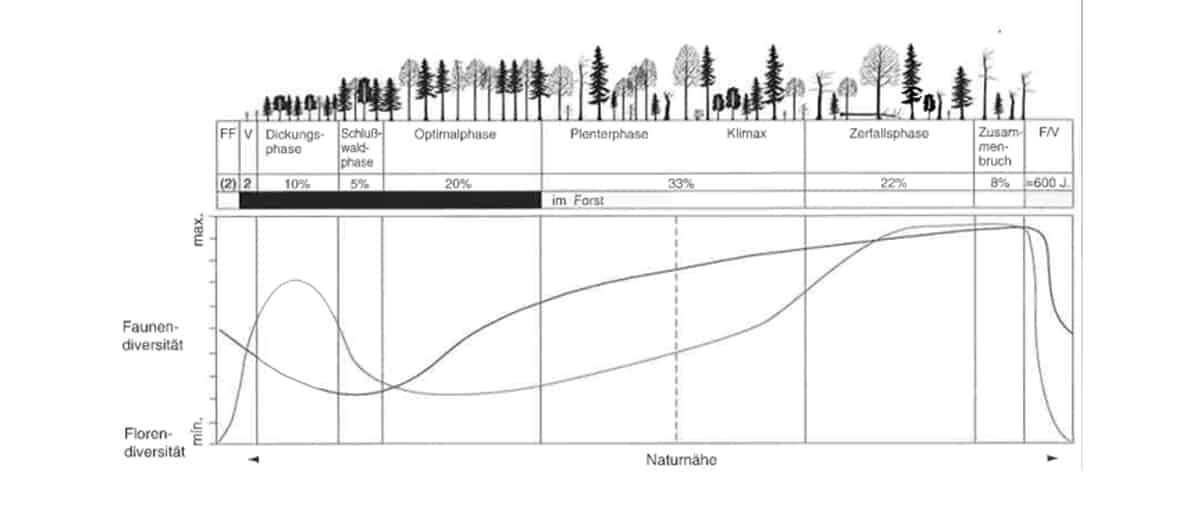 Waldentwicklungsphasen