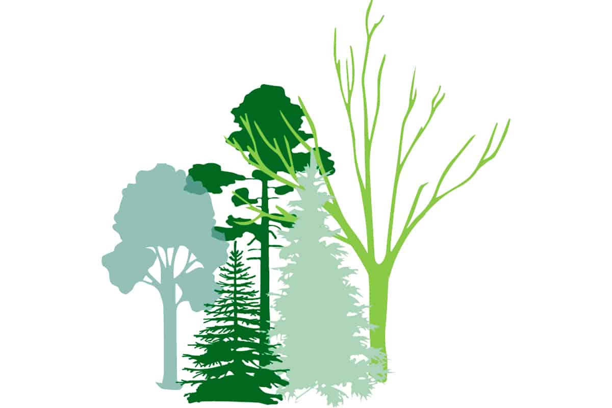 Waldreservat Grafik (c)WWF Österreich Grafik Wald