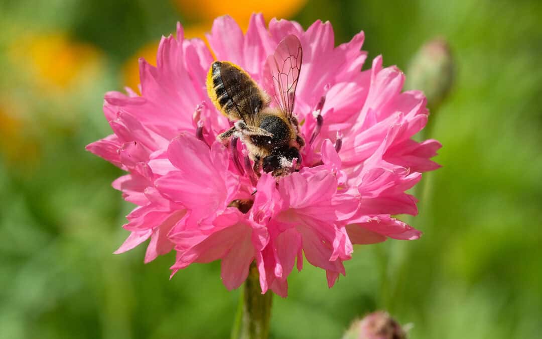 Wildbienen schützen