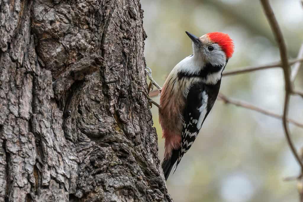 Mittelspecht an einem Baum