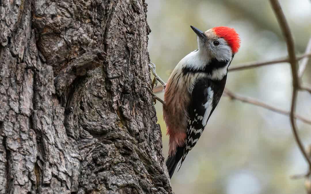 Mittelspecht (Dendrocopos medius) Ruf