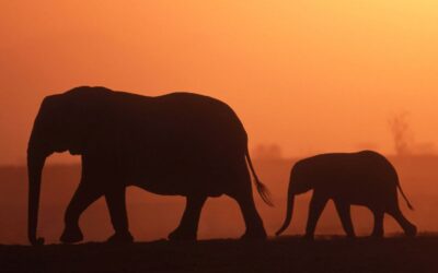 WWF: Letzte Chance für Thailand den Elfenbeinhandel zu bekämpfen