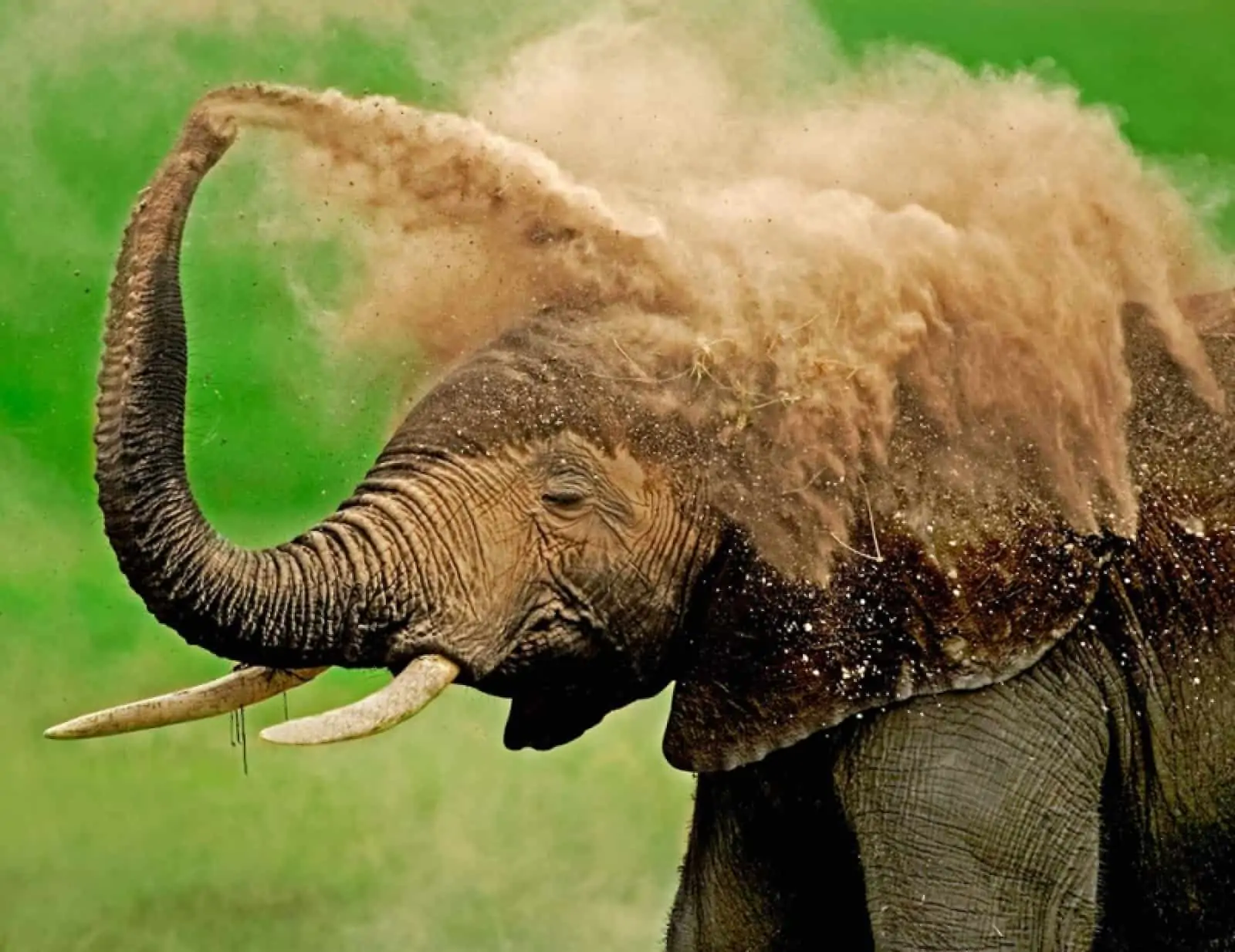 Eine herrliche Sanddusche!, © by WWF-Canon/Martin Harvey Eine herrliche Sanddusche!, © by WWF-Canon/Martin Harvey