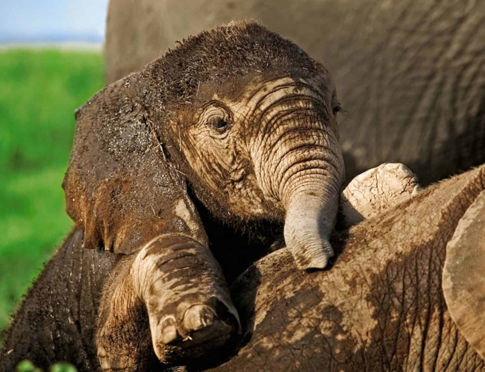 Ein junger Afrikanischer Elefant, © by WWF-Canon/Martin Harvey