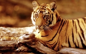 Indischer Tiger, © by WWF-Canon/R.Isotti A.Cambone Indischer Tiger, © by WWF-Canon/R.Isotti A.Cambone