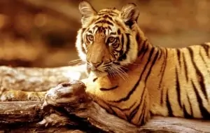Indischer Tiger, © by WWF-Canon/R.Isotti A.Cambone Indischer Tiger, © by WWF-Canon/R.Isotti A.Cambone