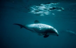 Hector-Delfin, © by Stephen Dawson / WWF-Canon