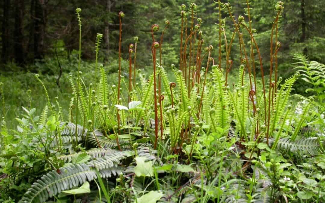 EU-Biodiversitätsstrategie: WWF sieht positive Signale für Naturschutz-Wende